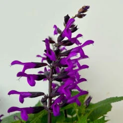 Pfirsichsalbei Purpurlila, Topf-Ø 21 Cm, Höhe Ca. 40 Cm -Bio Pflanzen Verkauf 0610370085 Salvia T21 purple 5 n 125841