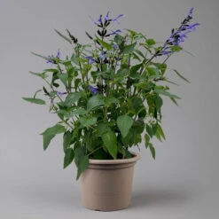 Pfirsichsalbei Blau, Topf-Ø 21 Cm, Höhe Ca. 40 Cm 8 Pfirsichsalbei Blau, Topf-Ø 21 Cm, Höhe Ca. 40 Cm -Bio Pflanzen Verkauf 0610370087 Salvia T21 Blue H40cm 2 125992