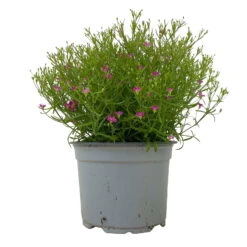 Schleierkraut Rosa, Topf-Ø 12/13 Cm 9 Schleierkraut Rosa, Topf-Ø 12/13 Cm -Bio Pflanzen Verkauf 0610710079 Gypsophila muralis rosa 6er Set 1 112732