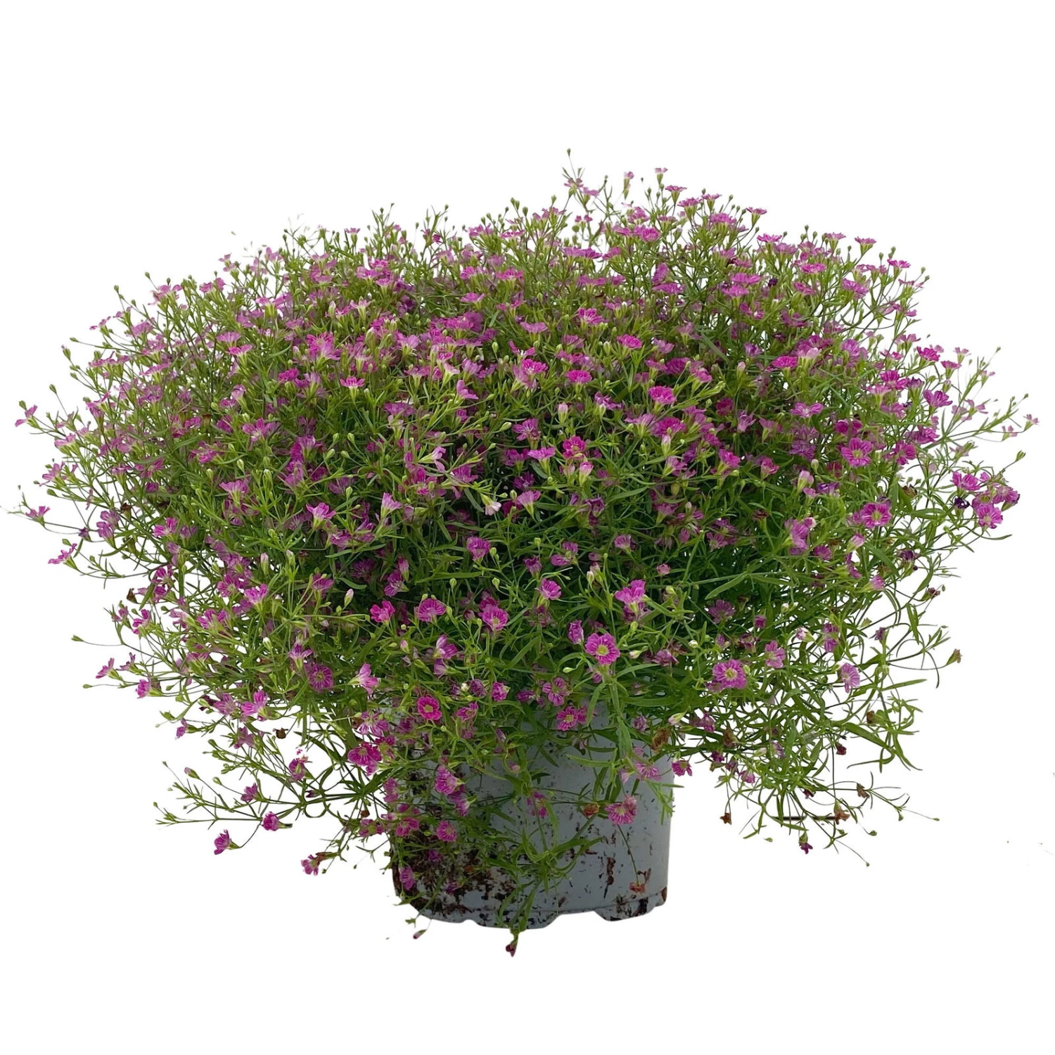 Schleierkraut Rosa, Topf-Ø 12/13 Cm 1 Schleierkraut Rosa, Topf-Ø 12/13 Cm