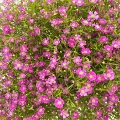 Schleierkraut Rosa, Topf-Ø 12/13 Cm 10 Schleierkraut Rosa, Topf-Ø 12/13 Cm -Bio Pflanzen Verkauf 0610710079 Gypsophila muralis rosa 6er Set 5 112662