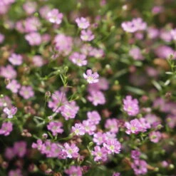 Schleierkraut Rosa, Topf-Ø 12/13 Cm 11 Schleierkraut Rosa, Topf-Ø 12/13 Cm -Bio Pflanzen Verkauf 0610710079 Gypsophila muralis rosa 6er Set 111875