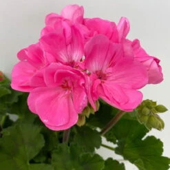Geranie 'Moonlight® Amelie' Pink, Stehend, Topf-Ø 13 Cm, 6er-Set -Bio Pflanzen Verkauf 0612140101 KB Pelargonium zonale T13 Moonlight Amelie 6er Set 6 111973