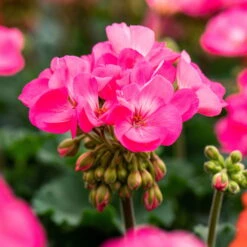 Geranie 'Moonlight® Amelie' Pink, Stehend, Topf-Ø 13 Cm, 6er-Set -Bio Pflanzen Verkauf 0612140101 KB Pelargonium zonale T13 Moonlight Amelie 6er Set 108294