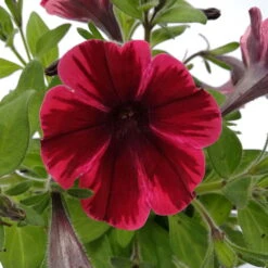 Petunie 'Sweetunia® Suzie Storm' Pink-rot, Hängend, Topf -Ø 13 Cm, 6er-Set -Bio Pflanzen Verkauf 0613170054 KB Petunia T13 Suzie Storm 3er Set 2 78725