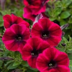 Petunie 'Sweetunia® Suzie Storm' Pink-rot, Hängend, Topf -Ø 13 Cm, 6er-Set -Bio Pflanzen Verkauf 0613170054 KB Petunia T13 Suzie Storm1 75889