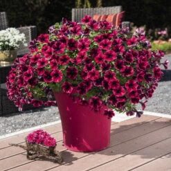Petunie 'Sweetunia® Suzie Storm' Pink-rot, Hängend, Topf -Ø 13 Cm, 6er-Set -Bio Pflanzen Verkauf 0613170054 KB Petunia T13 Suzie Storm2 75890