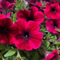 Petunie 'Sweetunia® Suzie Storm' Pink-rot, Hängend, Topf -Ø 13 Cm, 6er-Set -Bio Pflanzen Verkauf 0613170054 KB Petunia T13 Suzie Storm 75891