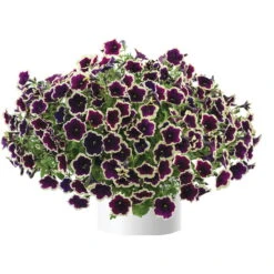 Petunien 'Cascadias™ Rim Magenta', Dunkel&creme, Hängend, Topf-Ø 13 Cm, 6er-Set -Bio Pflanzen Verkauf 0613170111 KB Petunia T13 Cascadias Rim Magenta 6er Set 1 110755