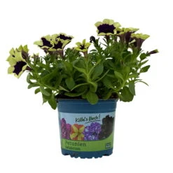 Petunien 'Cascadias™ Rim Magenta', Dunkel&creme, Hängend, Topf-Ø 13 Cm, 6er-Set -Bio Pflanzen Verkauf 0613170111 KB Petunia T13 Cascadias Rim Magenta 6er Set WS 4 110952