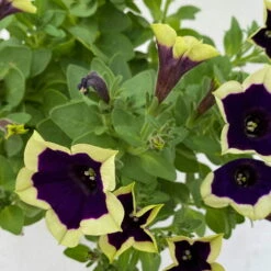 Petunien 'Cascadias™ Rim Magenta', Dunkel&creme, Hängend, Topf-Ø 13 Cm, 6er-Set -Bio Pflanzen Verkauf 0613170111 KB Petunia T13 Cascadias Rim Magenta 6er Set WS 8 110844