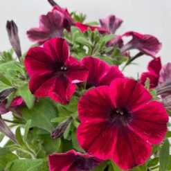 Petunie 'Sweetunia® Suzie Storm' Pink-rot, Hängend, Topf -Ø 13 Cm, 6er-Set -Bio Pflanzen Verkauf 0613170141 Petunia T13 Suzie Storm gesternt 6er Set 4 122437