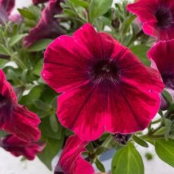 Petunie 'Sweetunia® Suzie Storm' Pink-rot, Hängend, Topf -Ø 13 Cm, 6er-Set -Bio Pflanzen Verkauf 0613170141 Petunia T13 Suzie Storm gesternt 6er Set 5 122438