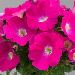 Petunie 'GO!Tunia® Neon Pink'' Neon Pink, Topf-Ø 13 Cm, 6er-Set 7 Petunie 'GO!Tunia® Neon Pink'' Neon Pink, Topf-Ø 13 Cm, 6er-Set -Bio Pflanzen Verkauf 0613170177 petunia neon pink set 2 122589