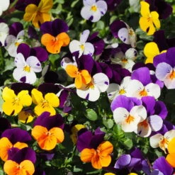 Hornveilchen Zweifarbig Mit Mühlenbeckia, Topf-Ø 13 Cm, 6er-Set 7 Hornveilchen Zweifarbig Mit Mühlenbeckia, Topf-Ø 13 Cm, 6er-Set -Bio Pflanzen Verkauf 0620110115 Viola cornuta Muehlenbeckia T13 zweifarbig 6er Set n Verfuegbarkeit WS 2 102730