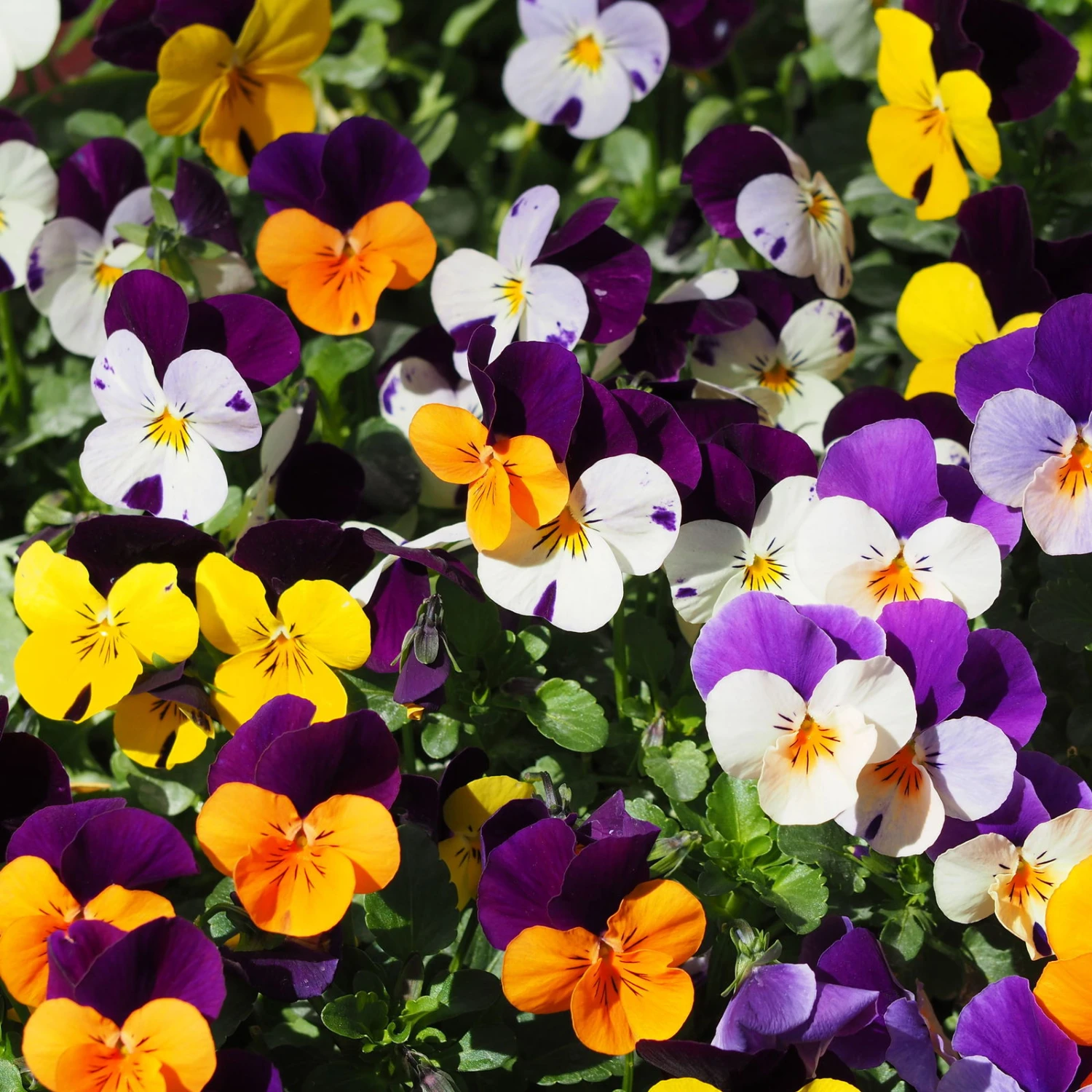 Hornveilchen Zweifarbig Mit Mühlenbeckia, Topf-Ø 13 Cm, 6er-Set 3 Hornveilchen Zweifarbig Mit Mühlenbeckia, Topf-Ø 13 Cm, 6er-Set – Bild 3