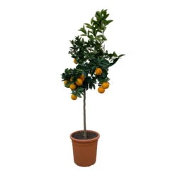 Orangenbaum, Stamm, Topf-Ø Ca. 22 Cm, Höhe Ca. 70 Cm -Bio Pflanzen Verkauf 0630100030 KB Citrus sinensis Stamm T33 11 104310
