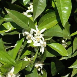 Orangenbaum, Stamm, Topf-Ø Ca. 22 Cm, Höhe Ca. 70 Cm -Bio Pflanzen Verkauf 0630100030 KB Citrus sinensis Stamm T33 1 88065 1