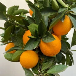 Orangenbaum, Stamm, Topf-Ø Ca. 22 Cm, Höhe Ca. 70 Cm -Bio Pflanzen Verkauf 0630100030 KB Citrus sinensis Stamm T33 41 104200 1