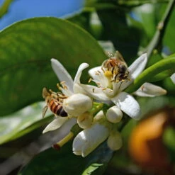 Orangenbaum, Stamm, Topf-Ø Ca. 22 Cm, Höhe Ca. 70 Cm -Bio Pflanzen Verkauf 0630100030 KB Citrus sinensis Stamm T33 4 87842 1