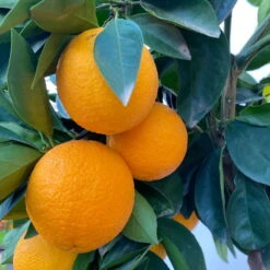 Orangenbaum, Stamm, Topf-Ø Ca. 22 Cm, Höhe Ca. 70 Cm -Bio Pflanzen Verkauf 0630100030 KB Citrus sinensis Stamm T33 6 104198 1