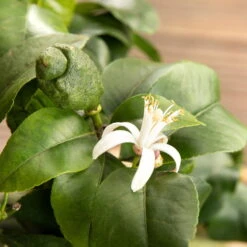 Zitronenbaum, Stamm, Topf-Ø 22 Cm, Höhe Ca. 70 Cm 9 Zitronenbaum, Stamm, Topf-Ø 22 Cm, Höhe Ca. 70 Cm -Bio Pflanzen Verkauf 0630100481 Citrus limon Bluete GS624989 Citrus limon 77068