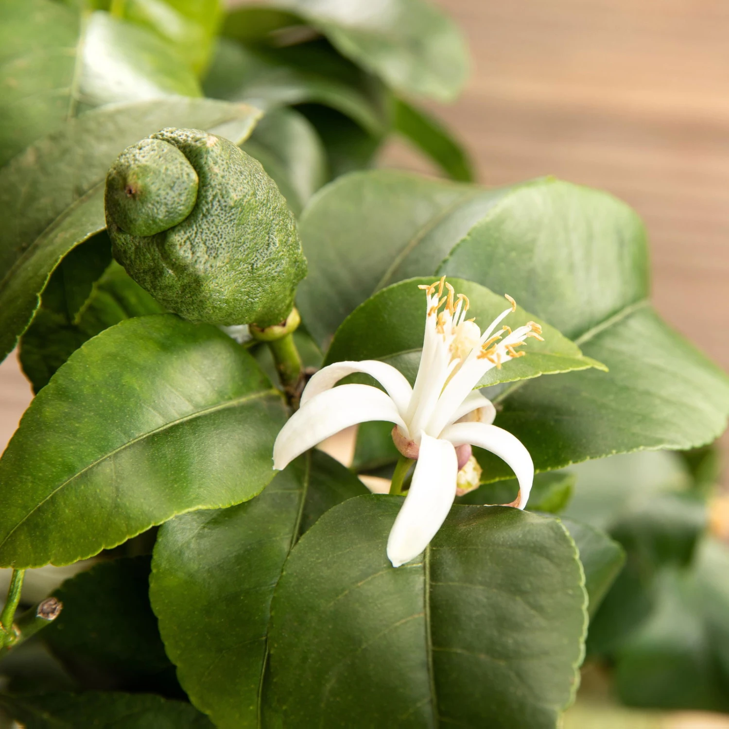 Zitronenbaum, Stamm, Topf-Ø 22 Cm, Höhe Ca. 70 Cm 4 Zitronenbaum, Stamm, Topf-Ø 22 Cm, Höhe Ca. 70 Cm – Bild 4