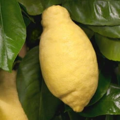 Zitronenbaum, Stamm, Topf-Ø 22 Cm, Höhe Ca. 70 Cm 8 Zitronenbaum, Stamm, Topf-Ø 22 Cm, Höhe Ca. 70 Cm -Bio Pflanzen Verkauf 0630100481 Citrus limon Frucht am Zweig GS426522 Citrus limon 77067