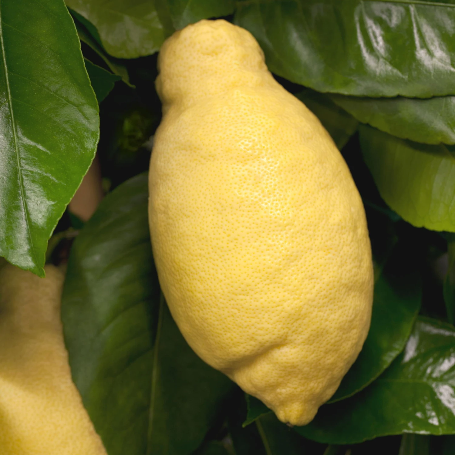 Zitronenbaum, Stamm, Topf-Ø 22 Cm, Höhe Ca. 70 Cm 3 Zitronenbaum, Stamm, Topf-Ø 22 Cm, Höhe Ca. 70 Cm – Bild 3