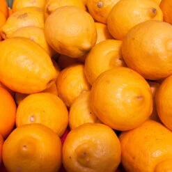 Meyers Zitrone, Mini-Stamm,Topf-Ø 15 Cm, Höhe Ca. 40 Cm 8 Meyers Zitrone, Mini-Stamm,Topf-Ø 15 Cm, Höhe Ca. 40 Cm -Bio Pflanzen Verkauf 0630100733 KB Citrus limon Stamm T15 H40 Meyeri farbiger Topf WS 1 98120 1