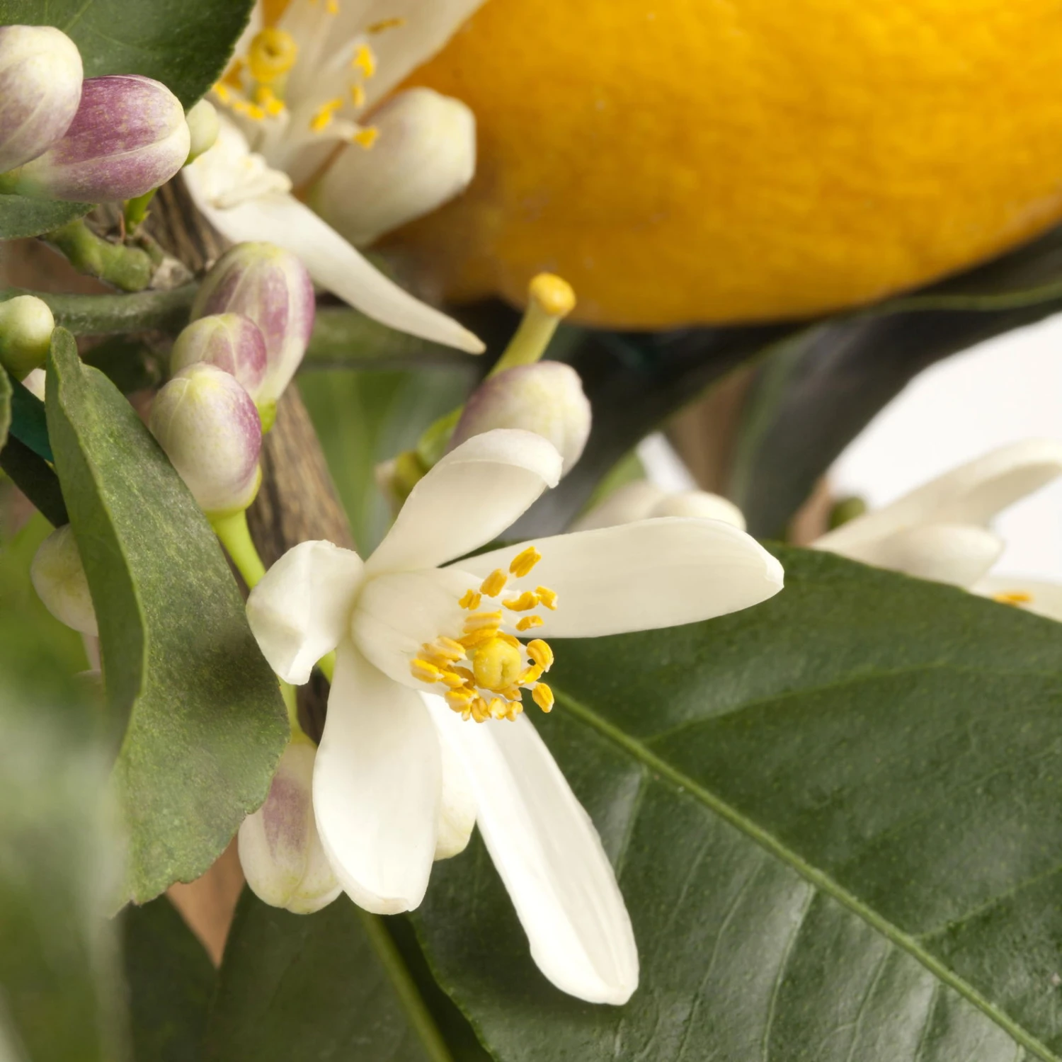 Meyers Zitrone, Mini-Stamm,Topf-Ø 15 Cm, Höhe Ca. 40 Cm 4 Meyers Zitrone, Mini-Stamm,Topf-Ø 15 Cm, Höhe Ca. 40 Cm – Bild 4