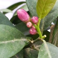 Zitrone 'Rosso', Topf-Ø 22 Cm -Bio Pflanzen Verkauf 0630200006 Citrus limon Stamm T20 H60 80 Rosso 4 78899