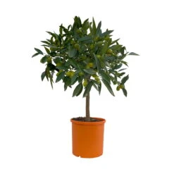 Kumquat, Stämmchen, Topf-Ø 20 Cm, Höhe Ca. 60-70 Cm -Bio Pflanzen Verkauf 0630400015 Citrus fort margarita Stamm T20 2 104336