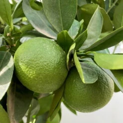 Orangenbaum, Kurz-Stamm, Topf-Ø Ca. 26 Cm 20 Orangenbaum, Kurz-Stamm, Topf-Ø Ca. 26 Cm -Bio Pflanzen Verkauf 0630400049 Citrus sinensis Busch T26 3 104290