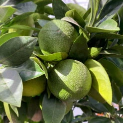 Orangenbaum, Kurz-Stamm, Topf-Ø Ca. 26 Cm 19 Orangenbaum, Kurz-Stamm, Topf-Ø Ca. 26 Cm -Bio Pflanzen Verkauf 0630400049 Citrus sinensis Busch T26 4 104289