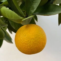 Orangenbaum, Kurz-Stamm, Topf-Ø Ca. 26 Cm 18 Orangenbaum, Kurz-Stamm, Topf-Ø Ca. 26 Cm -Bio Pflanzen Verkauf 0630400049 Citrus sinensis Busch T26 8 104288