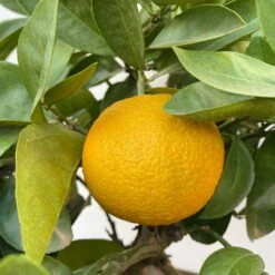 Orangenbaum, Kurz-Stamm, Topf-Ø Ca. 26 Cm 17 Orangenbaum, Kurz-Stamm, Topf-Ø Ca. 26 Cm -Bio Pflanzen Verkauf 0630400049 Citrus sinensis Busch T26 9 104287