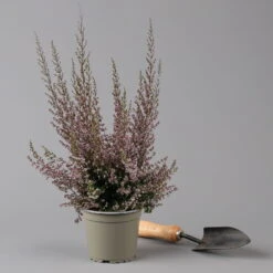 Erica Sparsa Bunt, Farbe Nach Verfügbarkeit, Topf-Ø 12cm, 6er-Set -Bio Pflanzen Verkauf 0651100047 Erica sparsa T12 6er Set 125926