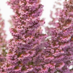 Erica Sparsa Bunt, Farbe Nach Verfügbarkeit, Topf-Ø 12cm, 6er-Set -Bio Pflanzen Verkauf 0651100047 Erica sparsa T12 6er Set1 97938