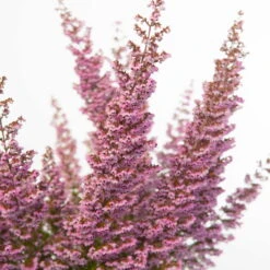 Erica Sparsa Bunt, Farbe Nach Verfügbarkeit, Topf-Ø 12cm, 6er-Set -Bio Pflanzen Verkauf 0651100047 Erica sparsa T12 6er Set2 97939