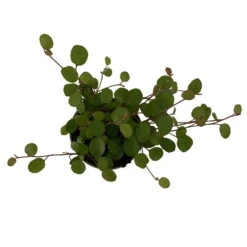 Mühlenbeckia, Mini, Topf-Ø 6 Cm, 12er-Set 8 Mühlenbeckia, Mini, Topf-Ø 6 Cm, 12er-Set -Bio Pflanzen Verkauf 0664400077 M hlenbeckia T6 5 116171