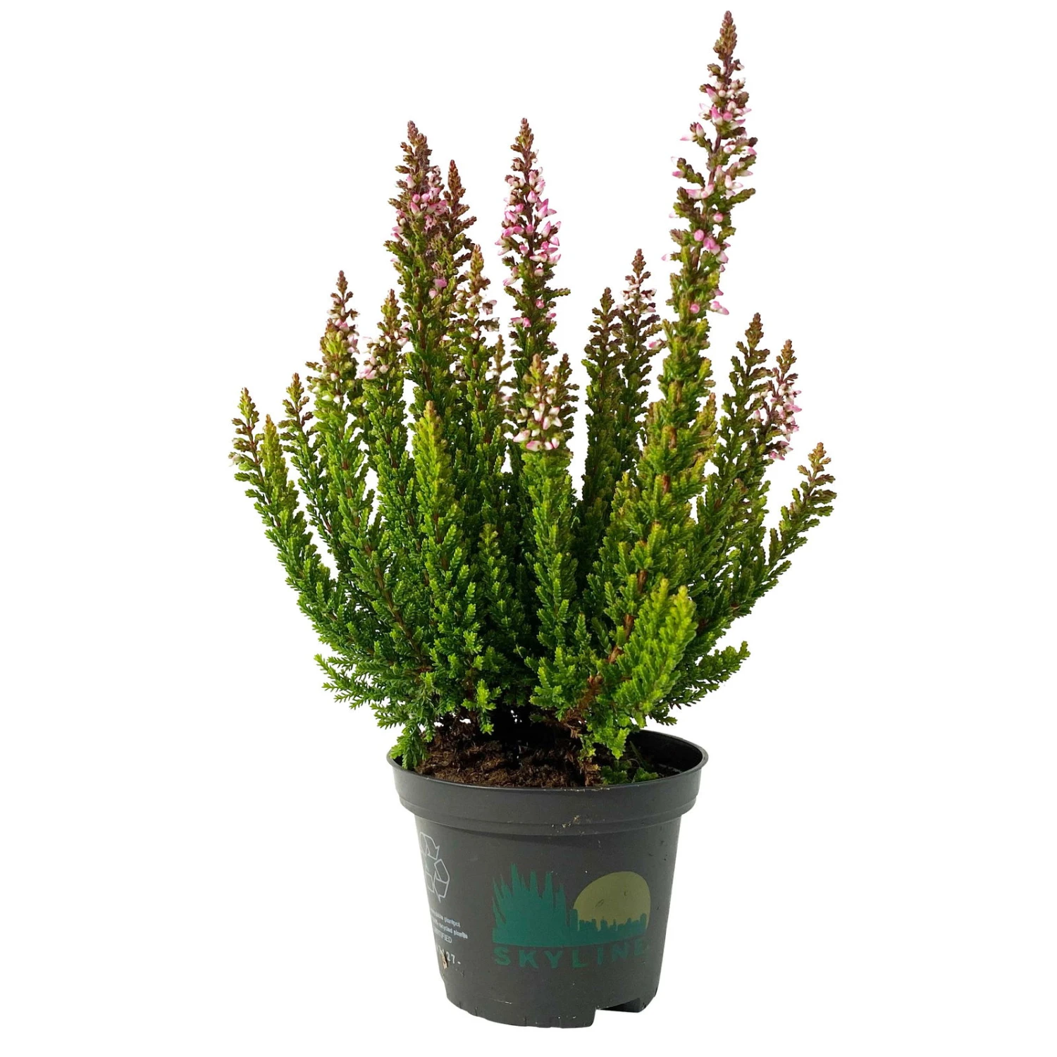 Besenheide SKYLINE®, Mischung Zufällig, Topf-Ø 6 Cm, 12er-Set 2 Besenheide SKYLINE®, Mischung Zufällig, Topf-Ø 6 Cm, 12er-Set – Bild 2