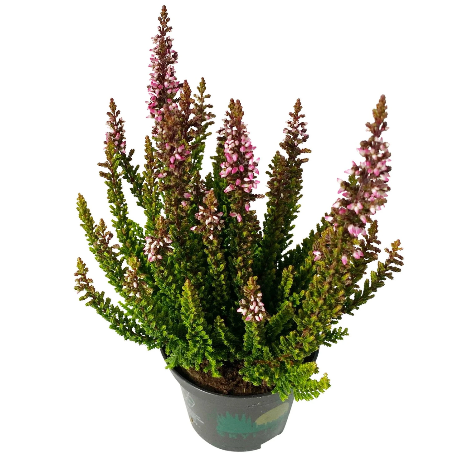 Besenheide SKYLINE®, Mischung Zufällig, Topf-Ø 6 Cm, 12er-Set 3 Besenheide SKYLINE®, Mischung Zufällig, Topf-Ø 6 Cm, 12er-Set – Bild 3