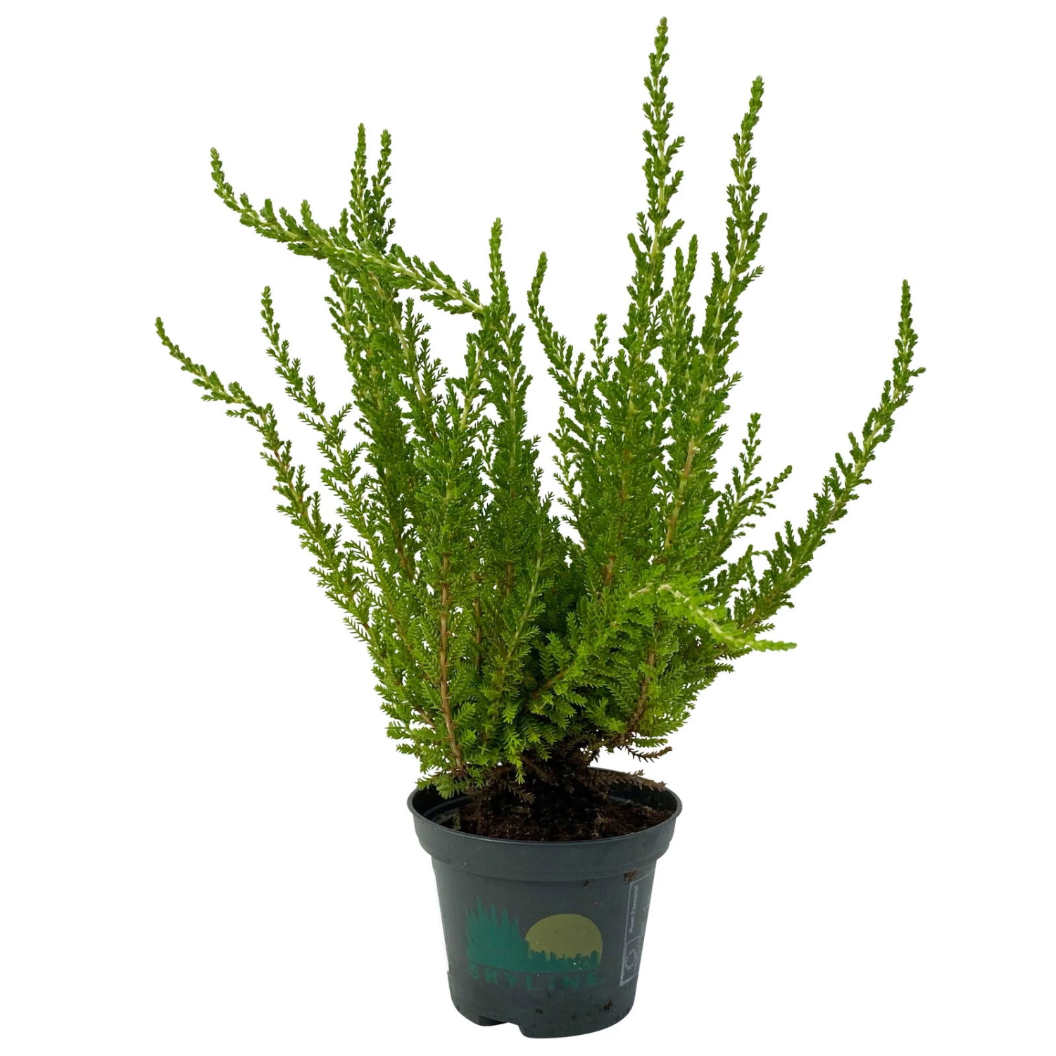 Besenheide SKYLINE®, Mischung Zufällig, Topf-Ø 6 Cm, 12er-Set 12 Besenheide SKYLINE®, Mischung Zufällig, Topf-Ø 6 Cm, 12er-Set – Bild 12