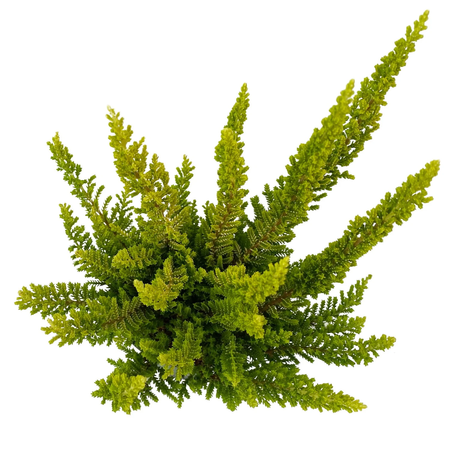 Besenheide SKYLINE®, Mischung Zufällig, Topf-Ø 6 Cm, 12er-Set 18 Besenheide SKYLINE®, Mischung Zufällig, Topf-Ø 6 Cm, 12er-Set – Bild 18