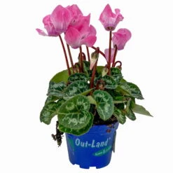 Alpenveilchen, Farben Zufällig, Mini, Topf-Ø 6 Cm, 12er-Set -Bio Pflanzen Verkauf 0664400085 Cyclamen Mini lachs T6 12er Set 2 2a 116231