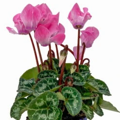 Alpenveilchen, Farben Zufällig, Mini, Topf-Ø 6 Cm, 12er-Set -Bio Pflanzen Verkauf 0664400085 Cyclamen Mini lachs T6 12er Set 2 2b 116230