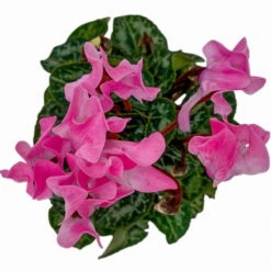 Alpenveilchen, Farben Zufällig, Mini, Topf-Ø 6 Cm, 12er-Set -Bio Pflanzen Verkauf 0664400085 Cyclamen Mini lachs T6 12er Set 5 2a 116232
