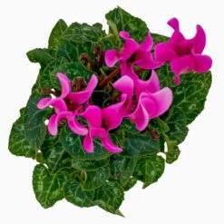 Alpenveilchen, Farben Zufällig, Mini, Topf-Ø 6 Cm, 12er-Set -Bio Pflanzen Verkauf 0664400085 Cyclamen Mini lila T6 12er Set 5 2a 116247