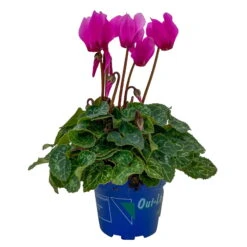 Alpenveilchen, Farben Zufällig, Mini, Topf-Ø 6 Cm, 12er-Set -Bio Pflanzen Verkauf 0664400085 Cyclamen Mini lila T6 12er Set 7 2a 116246